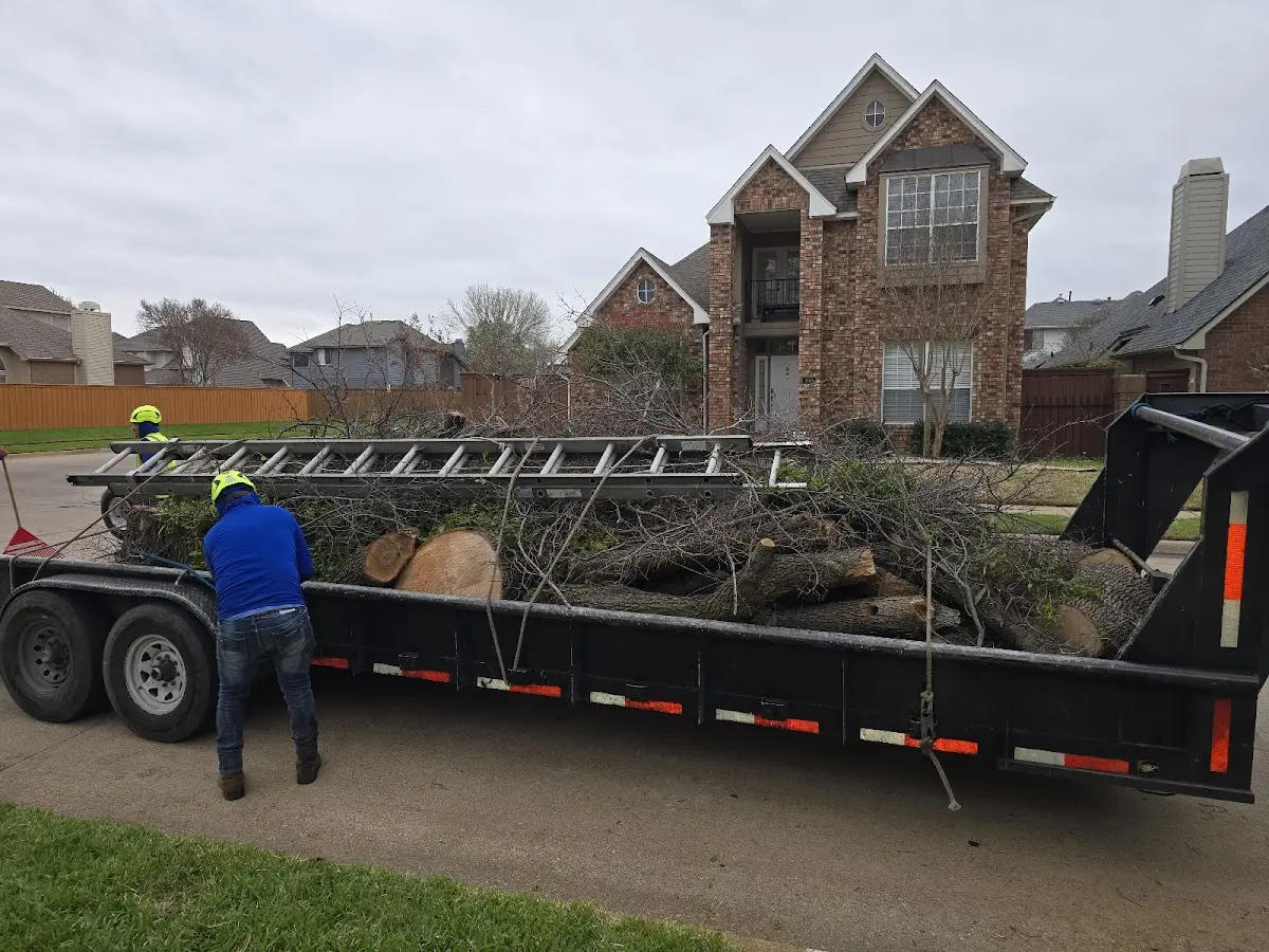 Expert Tree Removal with proper safety equipment in Ocean View